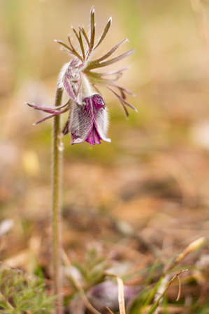 Blurred image of early spring Pulsatilla flower against forest background.Photo with bokeh effect.の写真素材