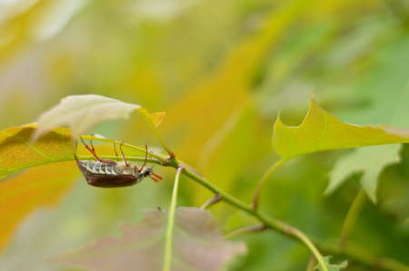 Blurred image of May beetle sitting on a young oak branch against the background of a spring forest....