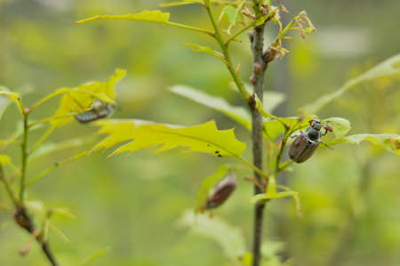 Blurred image of damaged oak leaves and May beetles. Forest pests. Spring.