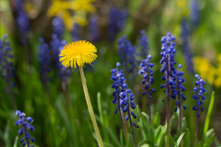 Blurred image of a dandelion and blue flowers against a background of spring greenery. Flower image.