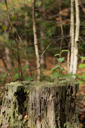Blurred image of a stump with moss on a background of an autumn forest.