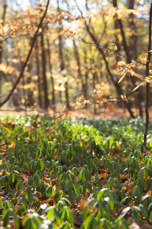 Blurred image of an autumn deciduous forest on a sunny day.Autumn background.