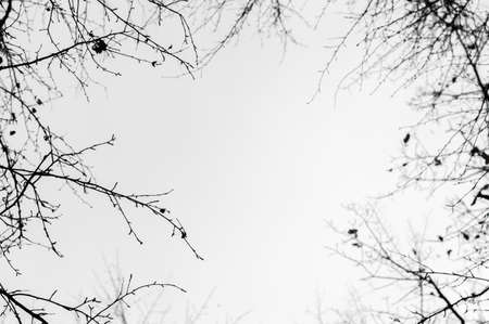 Black and white image of branches without leaves on a background of the sky. Bottom view. Abstract background.の写真素材