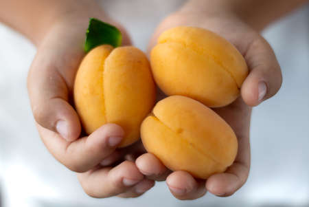 Blurred image of apricots in the hands of a child on a light background. Fruit background.の写真素材