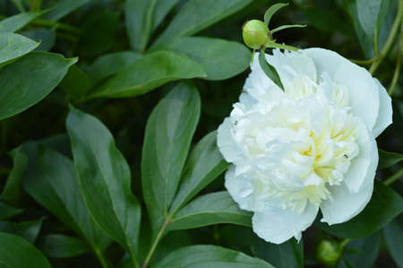 Blurred image of a growing white peony against a background of greenery. Spring background.の写真素材