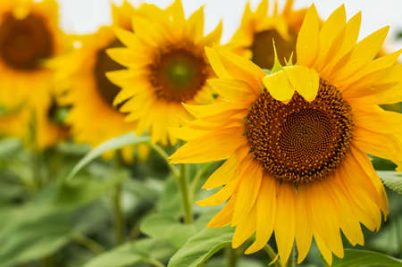 Blurred image of blooming sunflowers on a sunny day.Summer background.の写真素材