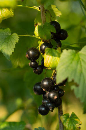 Blurred image of ripe currant berries on a branch against the background of leaves.Summer...