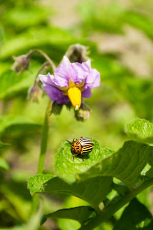 Blurred image colorado potato beetle on a flowering potato plant.