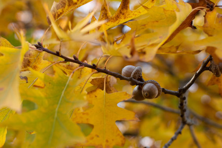 Blurred image of acorns on a branch against the background of yellow leaves. autumn background.