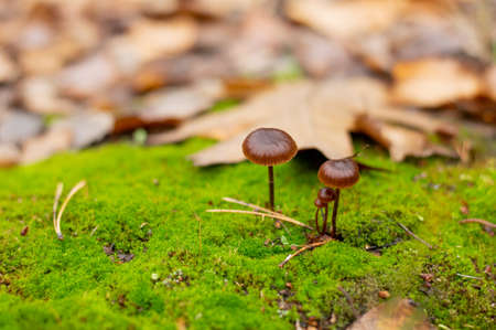 Blurred image of green moss with small mushrooms on the background of the forest floor. natural...