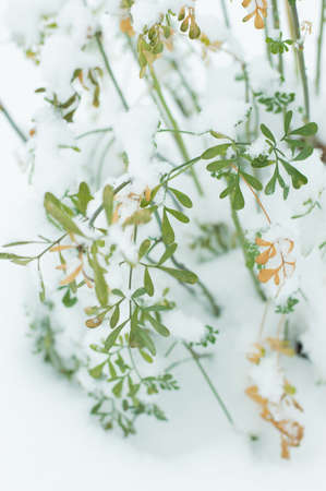 Blurred image of a green plant covered with snow. climate change concept. Winter background.
