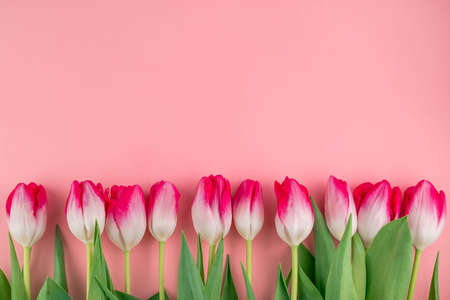 White-pink tulips on a pink background with space for writing text.View from above.の写真素材