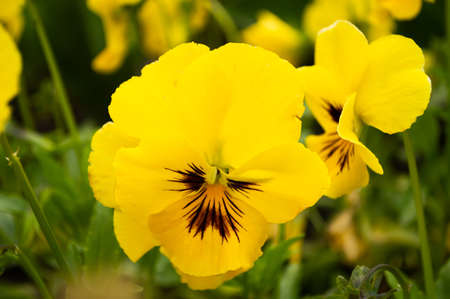 Blurred image of bright yellow pansies on a summer day.の写真素材