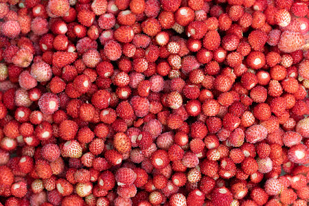 Ripe, juicy wild strawberries. Berry background. Healthy food concept.