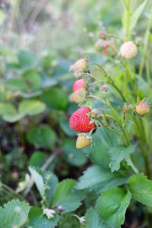 Blurred image of strawberries on a bush against a background of greenery.Seasonal berries concept.の写真素材