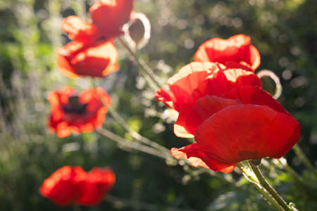 Blurred image of beautiful poppies at sunset. Floral background.Beauty in nature.の写真素材