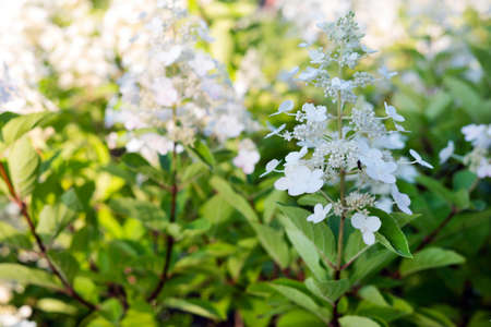 Blurred image of white blooming hydrangeas on a sunny summer day. summer background.