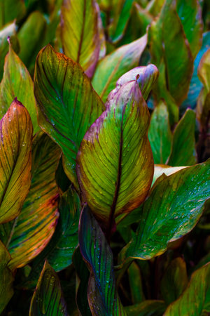 Blurred image of colorful leaves with dew drops. natural bright background.の写真素材