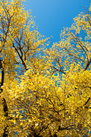Autumn tree with yellow leaves against a blue sky. autumn backgroundの写真素材