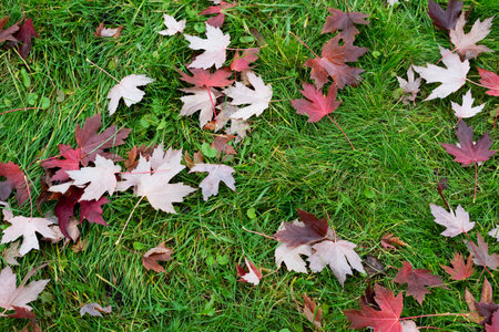 Blurred image of green grass and autumn fallen leaves. autumn background.の写真素材
