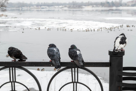 Pigeons on a fence in the park against the backdrop of a winter river. natural background.の写真素材