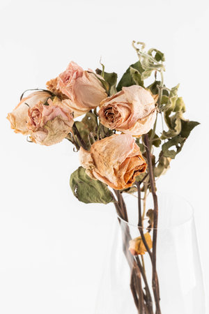 Dry roses in beige tones in a glass vase on a light background. floral background.の写真素材