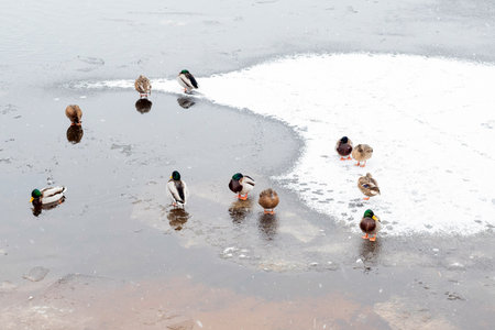Blurred image of a winter river with ducks.の写真素材