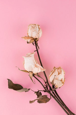 Dried roses on a pink background.Flower background.の写真素材