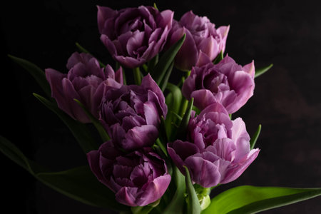 Blurred image of purple tulips on a black background. floral background.の写真素材