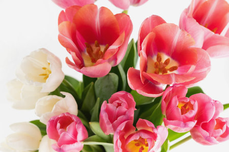 Blurred image of pink and white tulips on a white background. floral background.の写真素材