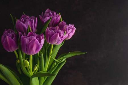 Purple tulips on a black background with space for writing text. floral background.の写真素材