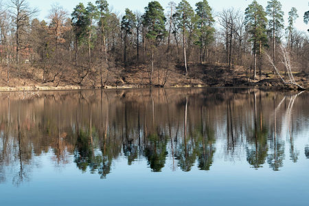 Forest in early spring and its reflection in the river.の写真素材