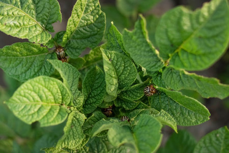 Blurred image of beetles eating the leaves of a potato plant.
