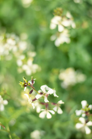 Blurred image of light flowers and greenery on a summer day. summer background.の写真素材