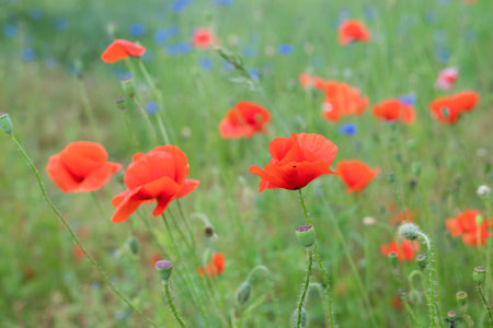Blurred image of a meadow with blooming poppies and cornflowers. summer background.の写真素材