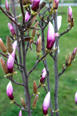 Blurred image of buds on a magnolia tree in the park. natural background.の写真素材
