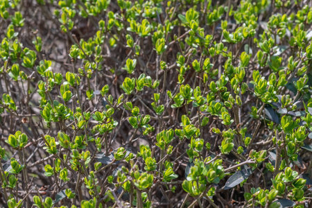 Blurred image of twigs with young leaves. spring background.の写真素材