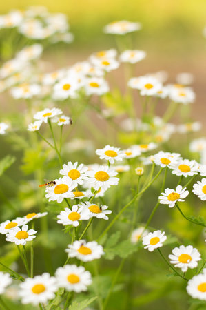 Blurred image of delicate daisies on a green background on a summer day. floral background.の写真素材