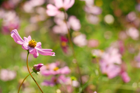 Blurred image of pink flowers on summer green background. floral background.の写真素材