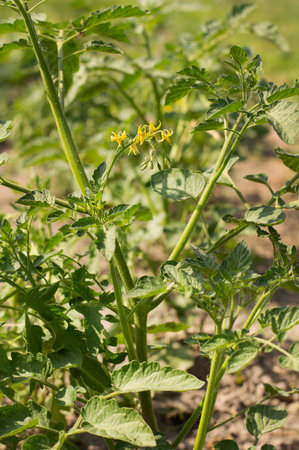 Blurred image of a flowering tomato plant. The concept of an organic garden.の写真素材