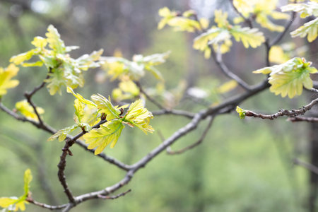 Blurred image of oak twigs with young leaves. spring background.