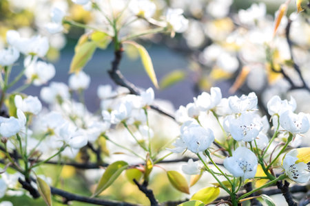 Blurred image of pear flowers on a sunny day. spring background.