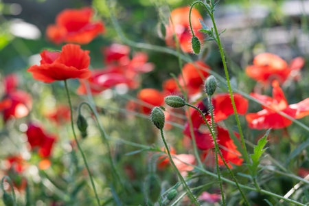 Blurred image of flowers and poppy buds on a summer day. floral background.の写真素材