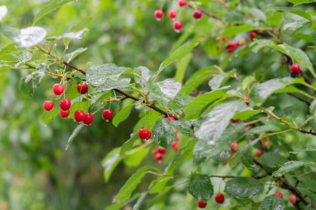 Blurry image of cherry branches with berries with raindrops. natural background.の写真素材