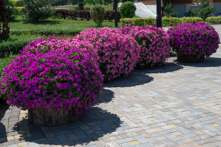 Flower beds of pink petunias in the shape of a ball in the park on a summer day.の写真素材