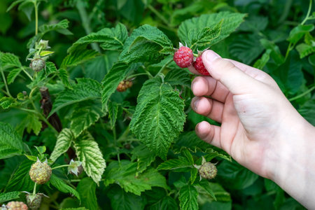 Picking the first ripe raspberries. summertime.の写真素材