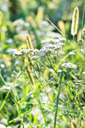 Blurred image of meadow grass on a bright sunny day.の写真素材