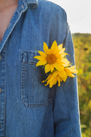 Sunflowers in the pocket of a guy's denim shirt against the background of a field of sunflowers.の写真素材