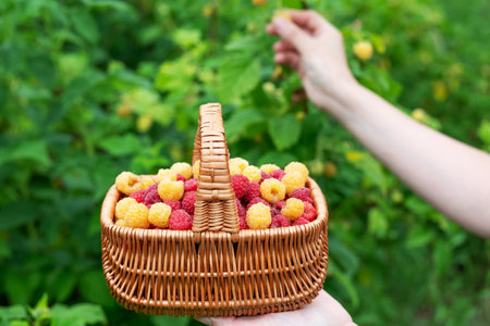 A basket with yellow and red raspberries in a hand on a background of bushes with berries. The concept of harvesting raspberries.の写真素材