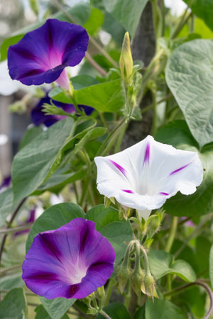 Delicate morning glory flowers against a background of green leaves.の写真素材